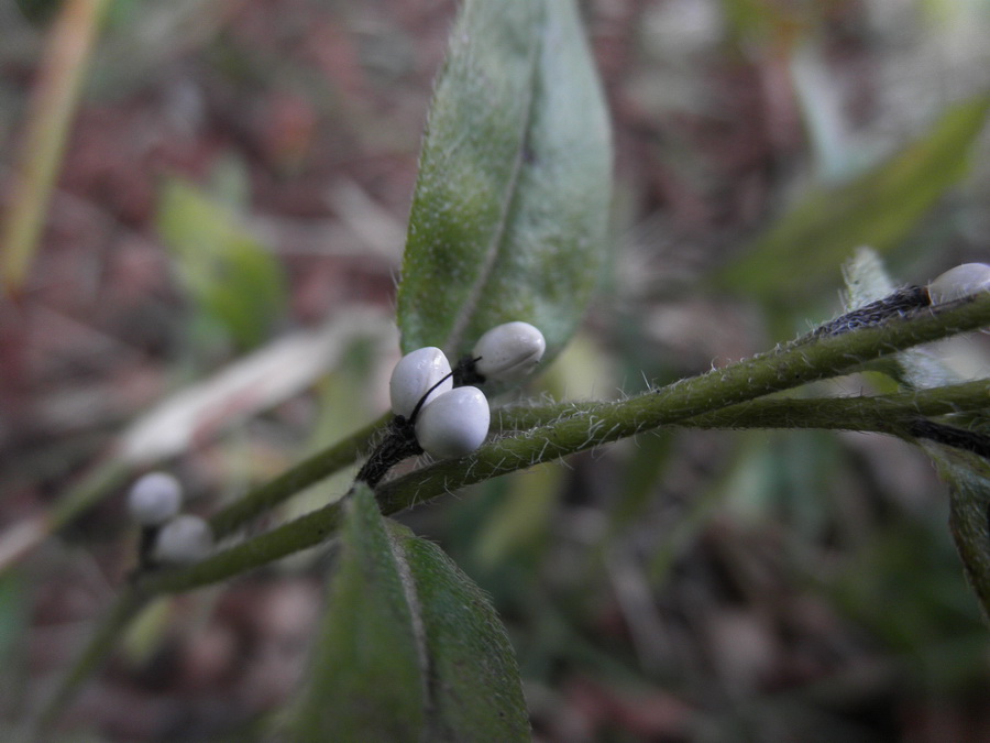 Buglossoides purpurocaerulea o Lithospermum ?